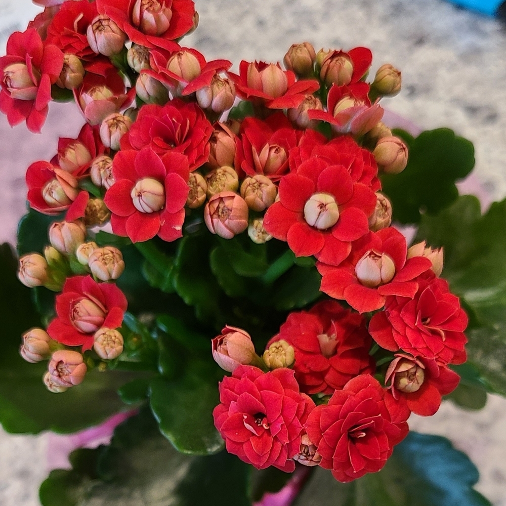 Meet your Posher, Sun